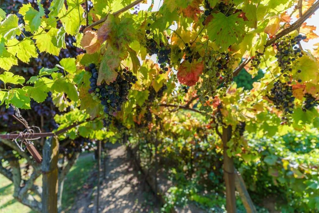 Quinta de Villa Franca - Douro Peso da Régua Extérieur photo